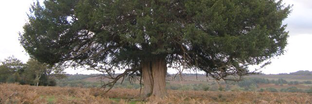 Cover image for post you, by unspecific