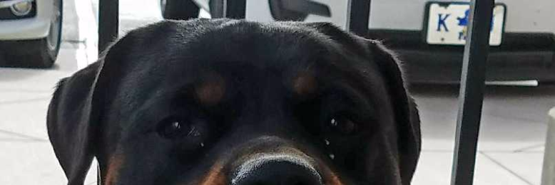 Cover image for post Jaeger's Passage, by ChelleA