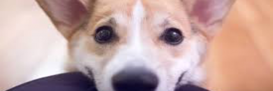 Cover image for post My Dog Teddy, by MilesNowhere