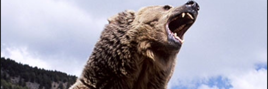 Cover image for post The bounty bear., by KBEppard