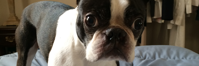 Cover image for post Monkey boy, by Sofreea