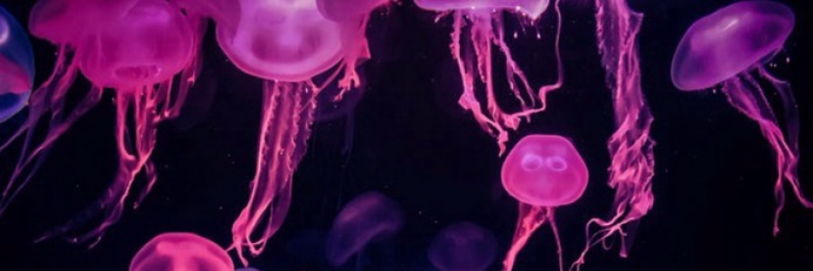 Cover image for post The Advanced Biologist, by growingparadise