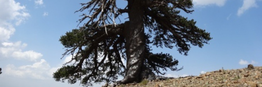 Cover image for post {Poet/Poem}, by AlSalehi