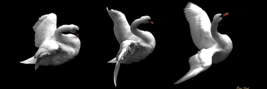 Cover image for post Bird Freed, by ichin