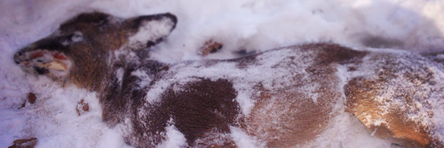 Cover image for post Untitled, by PDBuckland