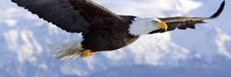 Cover image for post Meant to Fly, by sandflea68