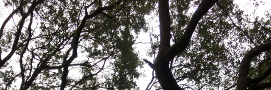 Cover image for post Sitting in my Silence, by RKW