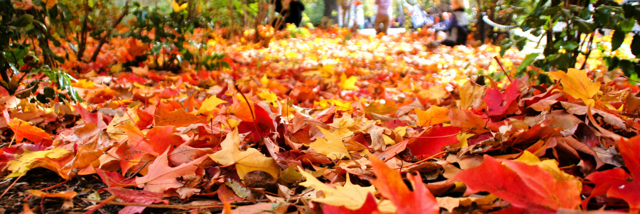 Cover image for post Fall Day....., by GlamRevolt