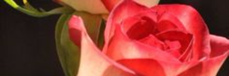 Cover image for post thornless beauty, by Tyla