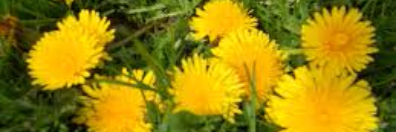 Cover image for post Princes of the Fields, by sandflea68