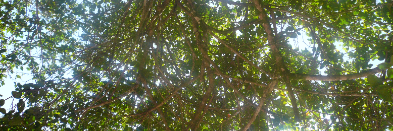 Cover image for post Seeker, by Jenny7