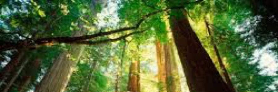 Cover image for post Passerby, by Passerby