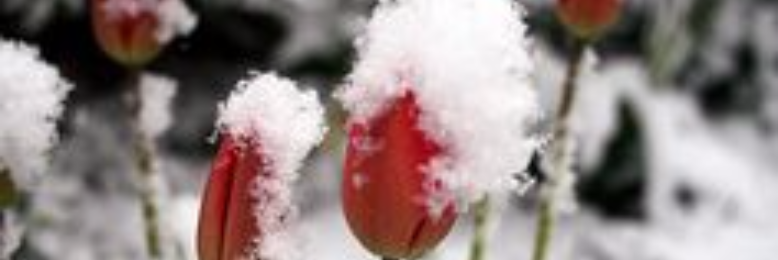 Cover image for post underneath the snow, by Tyla