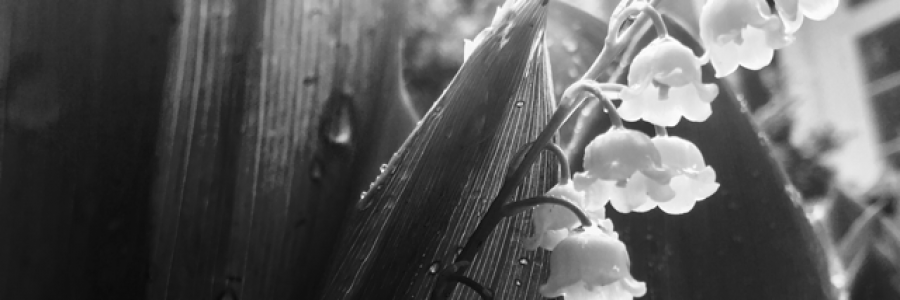 Cover image for post Pleasure craft., by Meseek