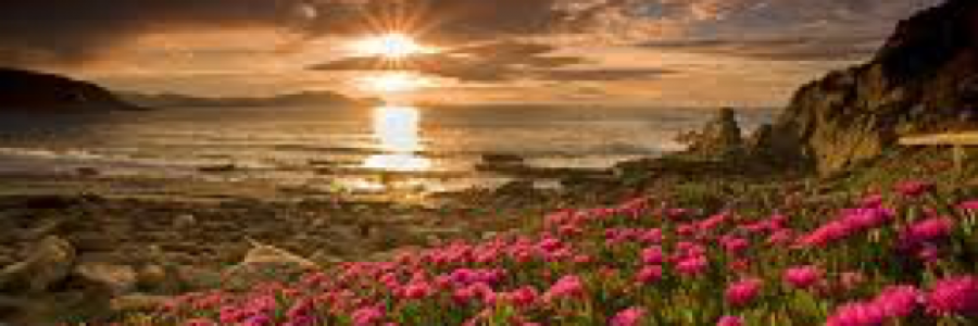 Cover image for post Do You Like The Flowers Like I Do?, by SunnyBunny3