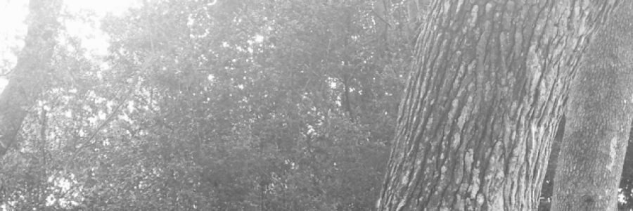 Cover image for post The Monster, by Sahara