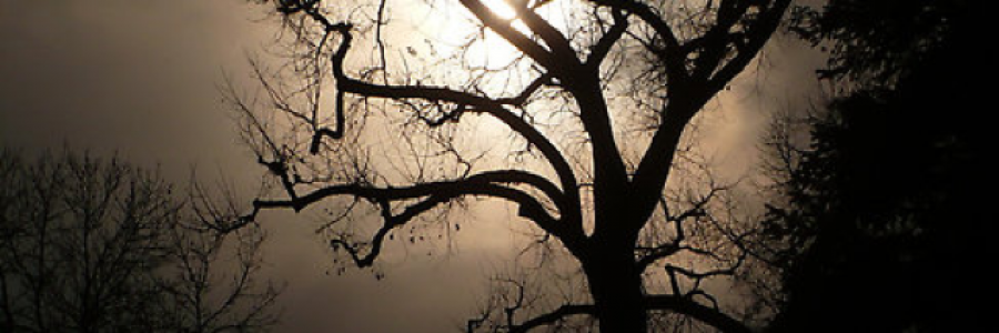 Cover image for post The Tree, by ana_livi_