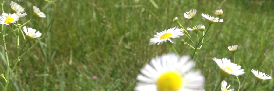 Cover image for post Today I decided to fly, by ana_livi_