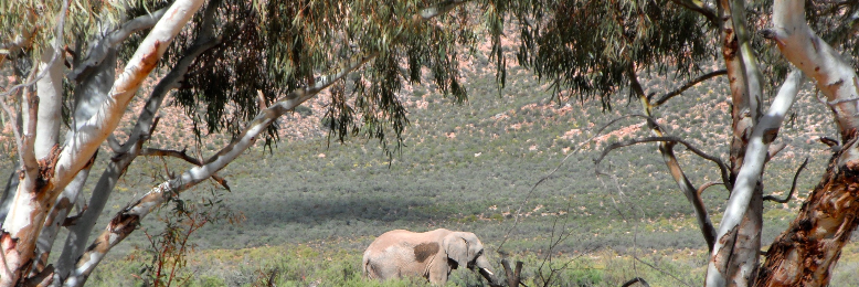 Cover image for post COGITO, by lamandari