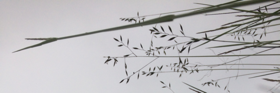 Cover image for post Hope Survives, by lillith665