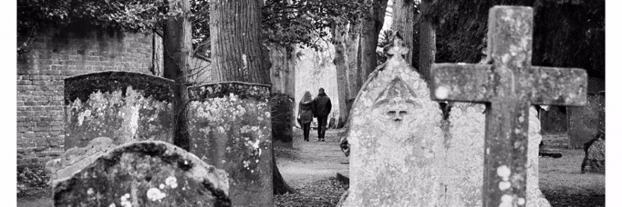 Cover image for post Aphrodite Rose, by feathersanddown