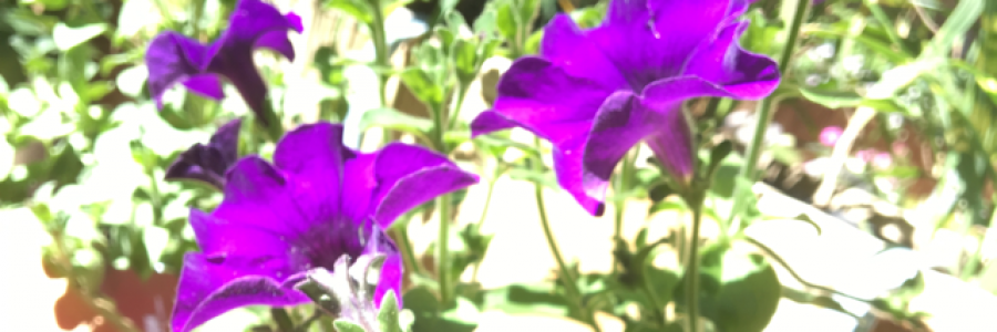 Cover image for post Life's path, by Maria_Saavedra