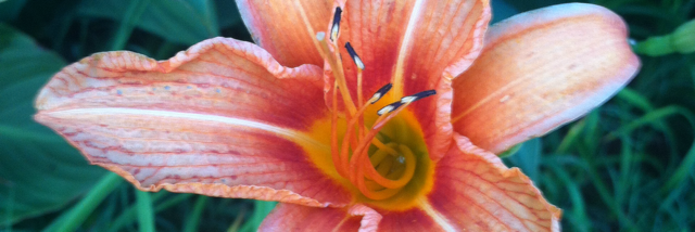 Cover image for post Love..., by Winter_Heart