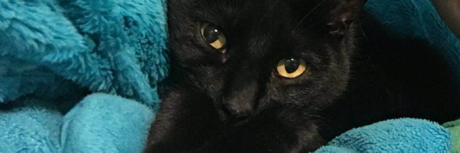 Cover image for post Muffy, by NatalieBuquet