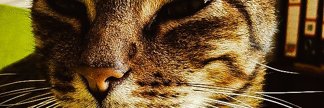 Cover image for post Kitty Cat, by Yowwa