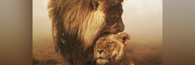 Cover image for post LOVE-LION, by Rachel