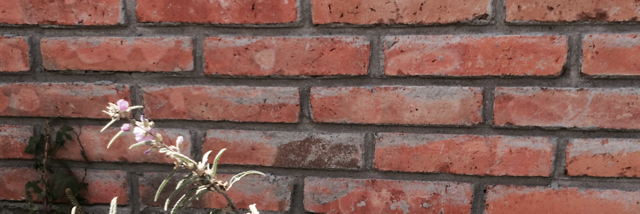 Cover image for post LOVE-LION, by Karlacaldera