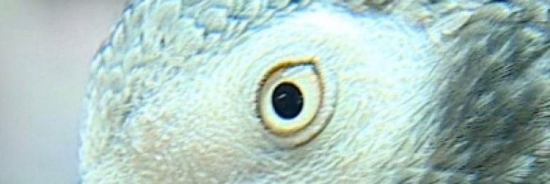 Cover image for post Victim, Witness, Murderer, by WriterBuddy