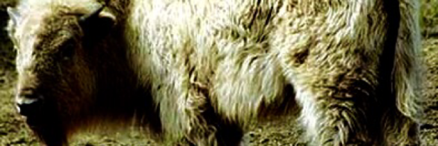 Cover image for post Blue-Eyed Buffalo, by Betzahel