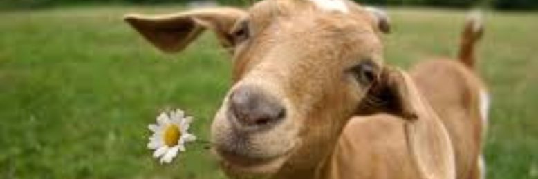 Cover image for post GOOD GOLLY GRACIOUS!, by sandflea68