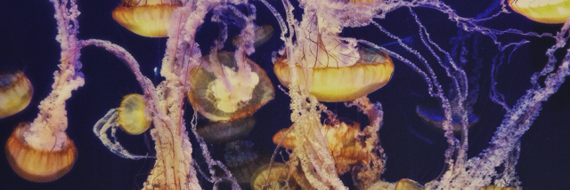 Cover image for post love-lion, by braydenbosch