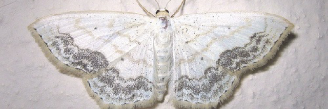 Cover image for post northern downpour., by antlyr