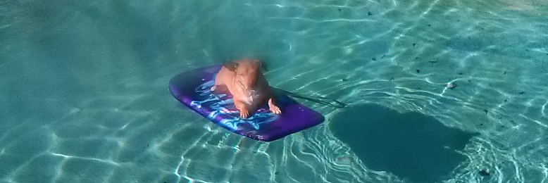 Cover image for post Molly., by Kabanzag