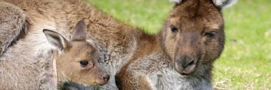 Cover image for post In Australia..., by MissChanelleJoy