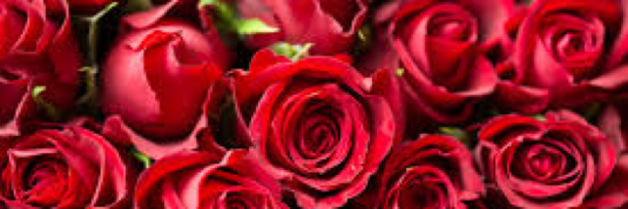 Cover image for post Rose Trail, by EBRose12