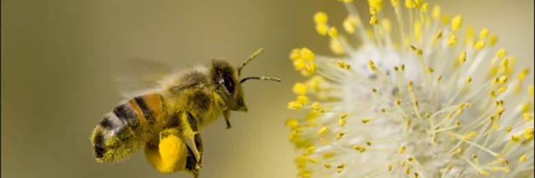 Cover image for post Bee-ing Helpful, by ruffmiriam