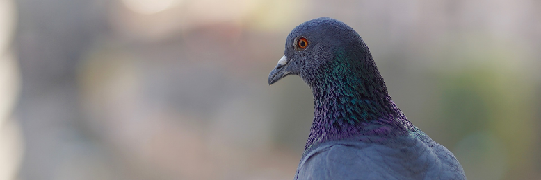 Cover image for post Project Pigeon, by starryEyes