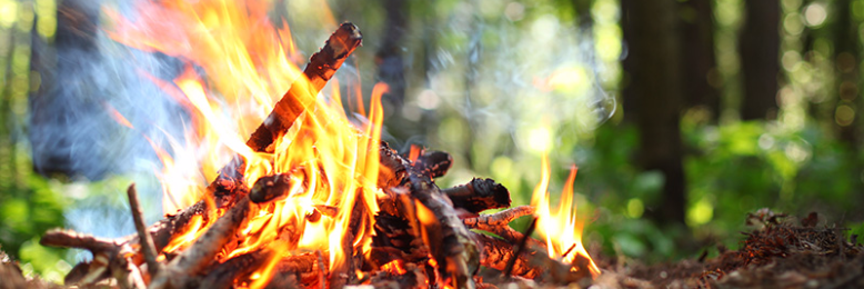 Cover image for post The Wildling, by Vi