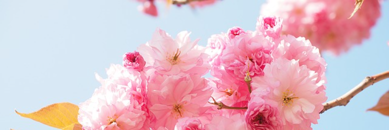 Cover image for post Origins : How it all began, by JRose