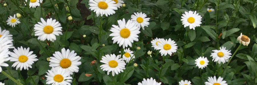 Cover image for post Predicament, by 1234567