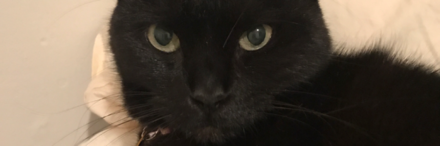 Cover image for post Stevie's Prologue, by ES_Danon