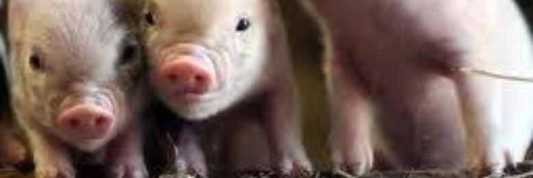 Cover image for post Three Dastardly Pigs, by sandflea68