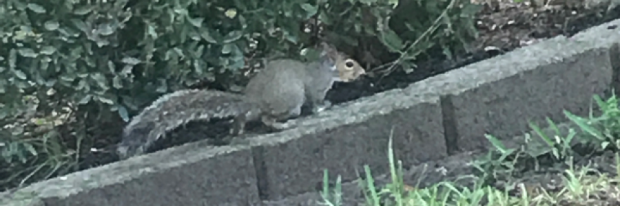 Cover image for post Why?, by Cheeseybob