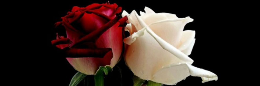 Cover image for post Choose your Color, by Voyager33