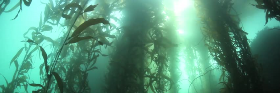 Cover image for post Metaphor, by 17