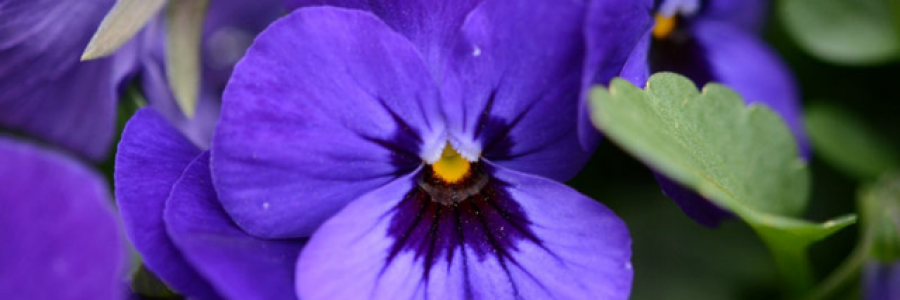 Cover image for post Violets Are Blue?, by SunnyBunny3